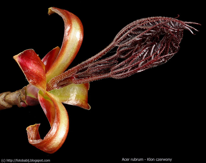 Acer rubrum young leaf - klon czerwony zawiązki liści