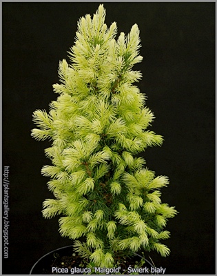 Picea glauca 'Maigold' - Świerk biały 'Maigold'