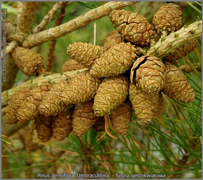 Pinus densiflora 'Umbraculifera' - Sosna gęstokwiatowa 'Umbraculifera'