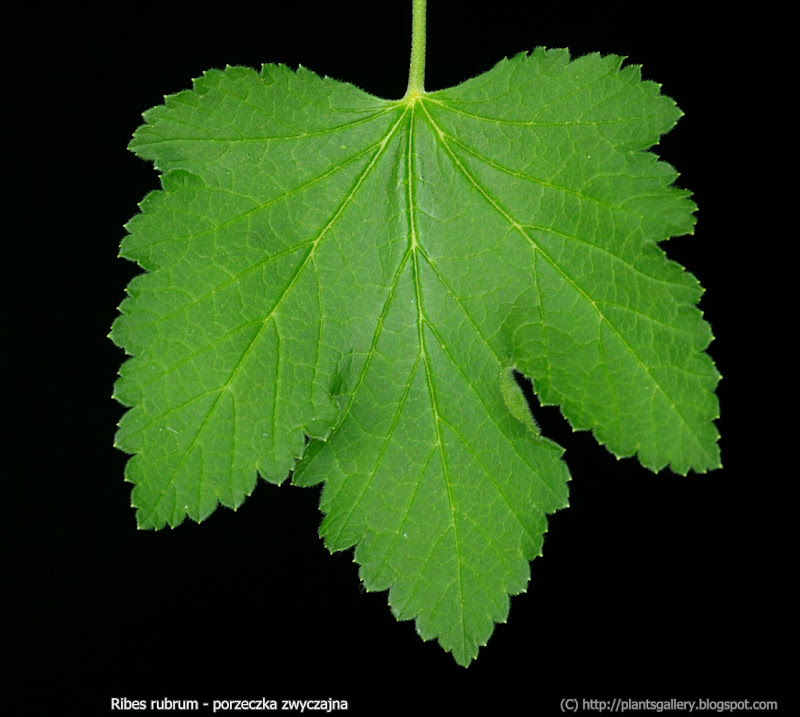 Ribes rubrum leaf - Porzeczka zwyczajna liść 