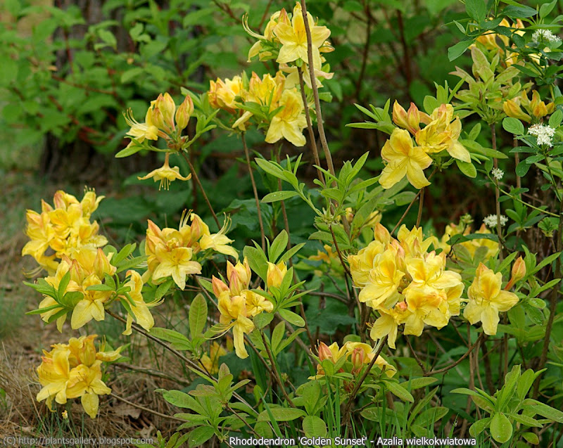 Rhododendron 'Golden Sunset' - Azalia wielkokwiatowa