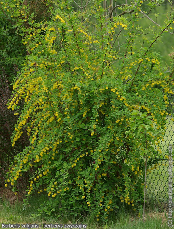 http://lh5.ggpht.com/_7D1MyJsmqe4/SiNymSgAQ8I/AAAAAAAAMeI/XMClcVUk2vQ/s800/IMGP5763%20Berberis%20vulgaris%20-%20berberys%20zwyczajny.JPG