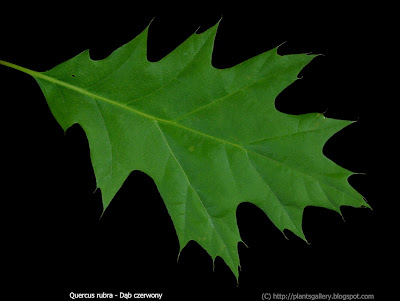 Quercus rubra leaf - Dąb czerwony liść