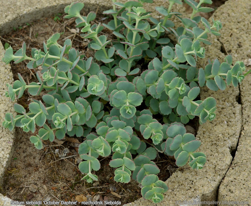 IMGP6226Sedum