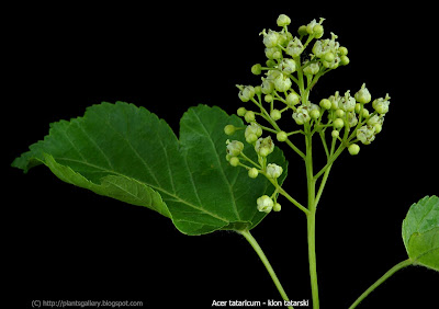 Acer tataricum flower - Klon tatarski kwiaty