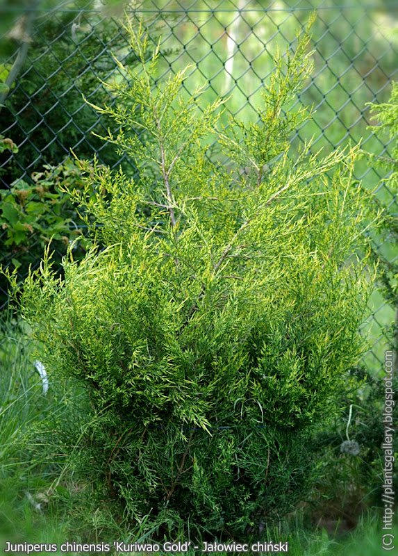 Juniperus chinensis 'Kuriwao Gold’ - Jałowiec chiński