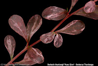 Berberis thunbergii 'Rose Glow' leafs - Berberys Thunberga liście