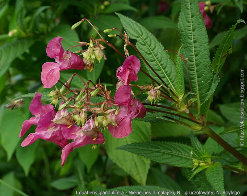 Impatiens glandulifera    inflorescence - Niecierpek himalajski   kwiatostan 