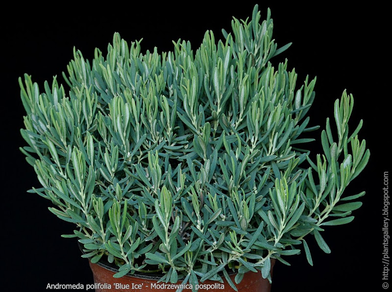 Andromeda polifolia 'Blue Ice' - Modrzewnica pospolita