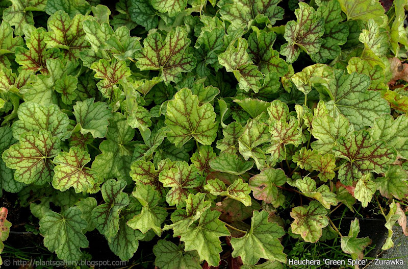 Heuchera 'Green Spice' - Żurawka 'Green Spice' 