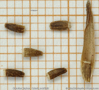 Cichorium intybus seeds - Cykoria podróżnik nasiona 