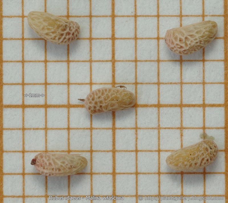 Rubus idaeus seeds - Malina właściwa nasiona