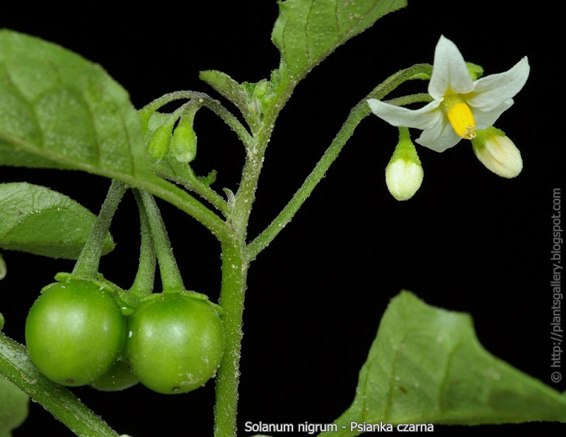 Solanum nigrum flower and fruits - Psianka czarna kwiat, pąk kwiatowy i niedojrzałe owoce