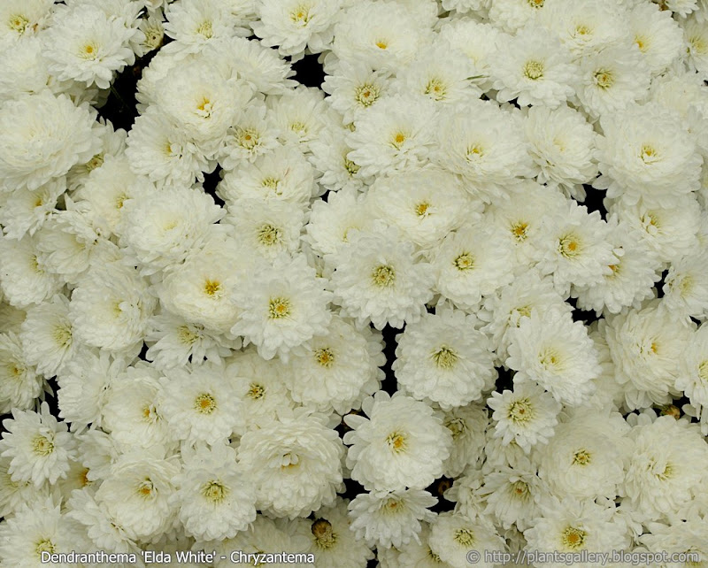 Dendranthema 'Elda White' flowers  - Chryzantema 'Elda White'  kwiaty
