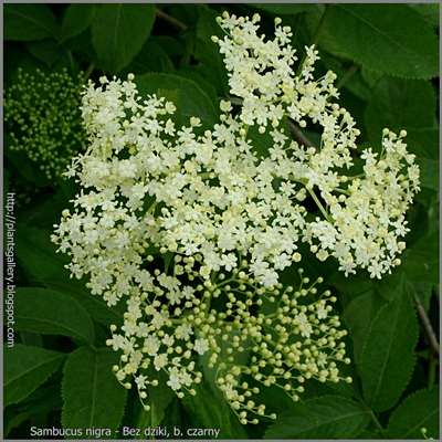 Sambucus nigra inflorescence - Bez dziki, bez czarny kwiatostan
