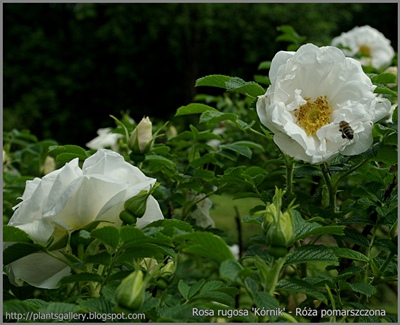Rosa rugosa 'Kórnik' - Róża pomarszczona 'Kórnik'
