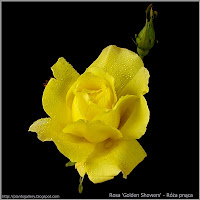Rosa 'Golden Showers' - Róża pnąca 'Golden Showers'
