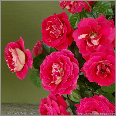 Rosa 'Kronenburg' - Róża 'Kronenburg' 