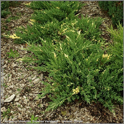 Juniperus chinensis 'Expansa Variegata' - Jałowiec chiński