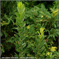 Salix hastata 'Wehrhahnii' - Wierzba oszczepowata 'Wehrhahnii'
