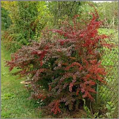 Berberis thunbergii 'Golden Ring' - Berberys Thunberga 'Golden Ring'