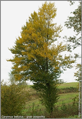 Carpinus betulus - Grab pospolity