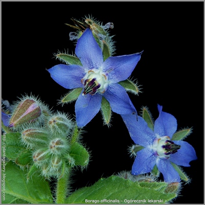 Borago officinalis - Ogórecznik lekarski