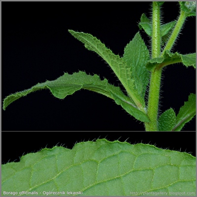 Borago officinalis - Ogórecznik lekarski