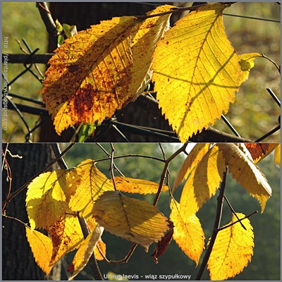 Ulmus laevis - Wiąz szypułkowy