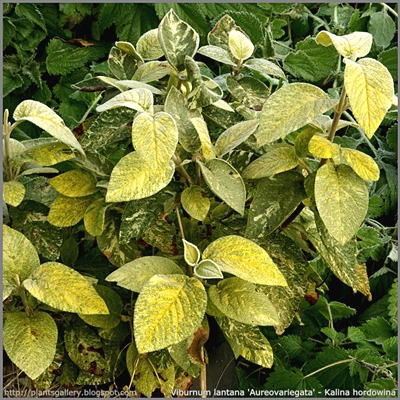 Viburnum lantana 'Aureovariegata' - Kalina hordowina 'Aureovariegata'