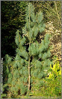 Pinus wallichiana - Sosna himalajska 
