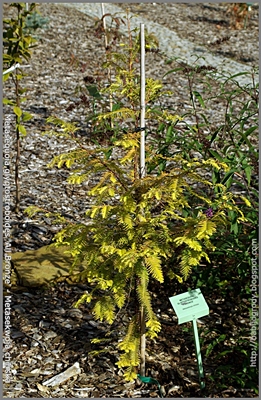 Metasequoia glyptostroboides 'All Bronze' - Metasekwoja chińska 'All Bronze'