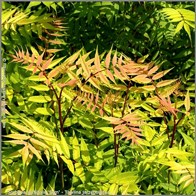 Sorbaria sorbifolia 'Sem' - Tawlina jarzębolistna 'Sem' młode przyrosty