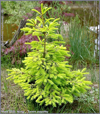 Picea abies 'Aurea' - Świerk pospolity 'Aurea'pokrój wiosną