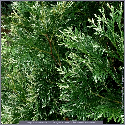 Thuja occidentalis 'Wansdyke Silver' - Żywotnik zachodni 'Wansdyke Silver'  height=