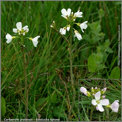 Cardamine pratensis flower - Rzeżucha łąkowa kwiaty