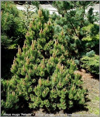 Pinus mugo 'Peterle' - Sosna górska 'Peterle'