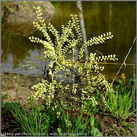 Ulmus parviflora 'Geisha'  - Wiąz drobnokwiatowy 'Geisha'  