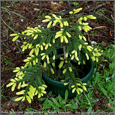 Picea orientalis 'Aureospicata' - Świerk kaukaski 'Aureospicata''