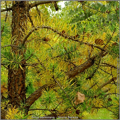 Pinus banksiana - Sosna Banksa