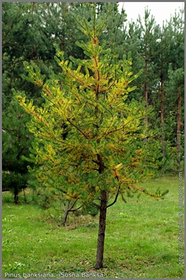 Pinus banksiana - Sosna Banksa