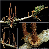 Abies concolor - Jodła kalifornijska, jodła jednobarwna