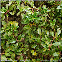 Salix arbuscula - Wierzba skandynawska
