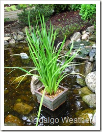 Japanese Iris (Iris ensata) like wet feet