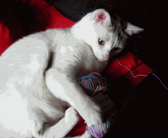 [katzenundwolle5.gif]