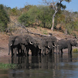028 June 2005 Chobe, Botswana Chobe River Cruise elephants.JPG