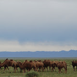 495 Aug 2006 Bayanzag, Mongolia.JPG