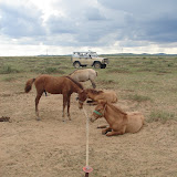 036 Aug 2006 the way from UB to Kharkorin, Mongolia horses for milking.JPG