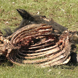 Dead horse.  Everywhere we  went in Mongolia there  were carcass.