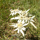 Mongolian Edelweiss